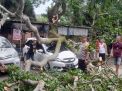 Pohon di Parkiran Candi Muaro Jambi Roboh, 2 Mobil Ringsek