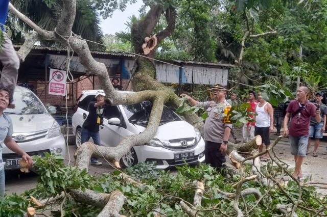 Pohon di Parkiran Candi Muaro Jambi Roboh, 2 Mobil Ringsek